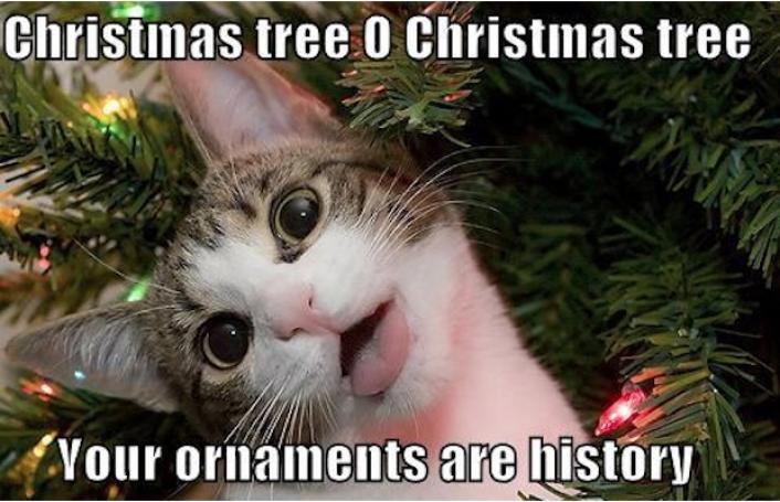 Funny Animal Cat Christmas Tree Meme Image