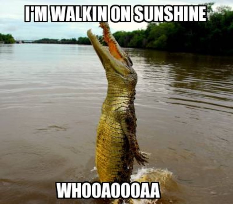 Funny Animal Crocodile I Am Walking On Sunshine Meme Picture
