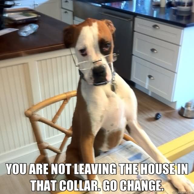 Funny Animal Dog Meme Picture