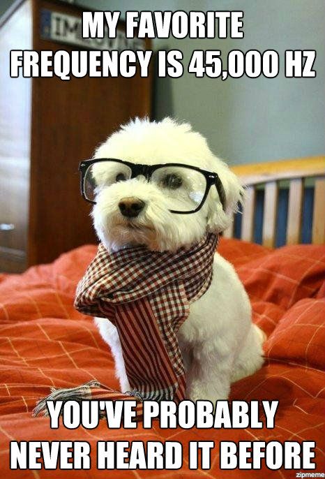 Funny Animal Hipster Dog Meme Picture