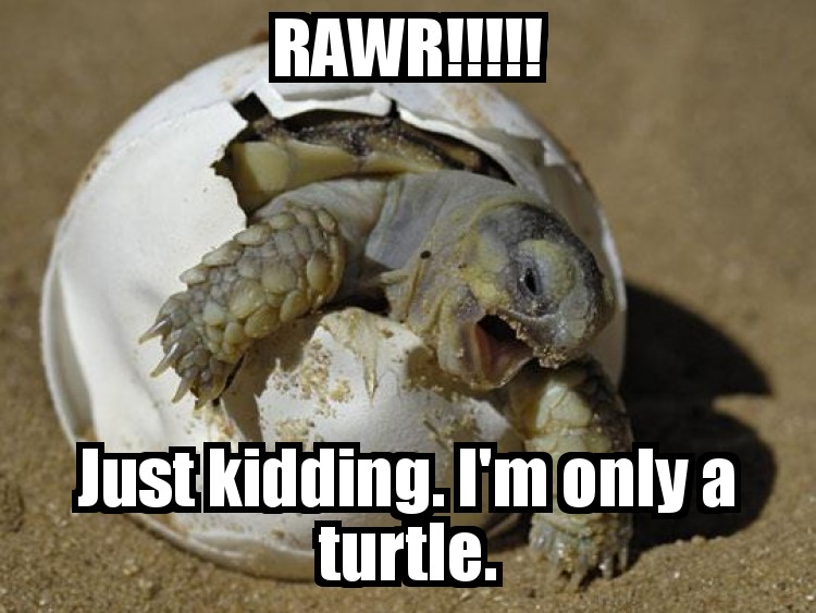Funny Animal Just Kidding I Am Only A Turtle Meme Image
