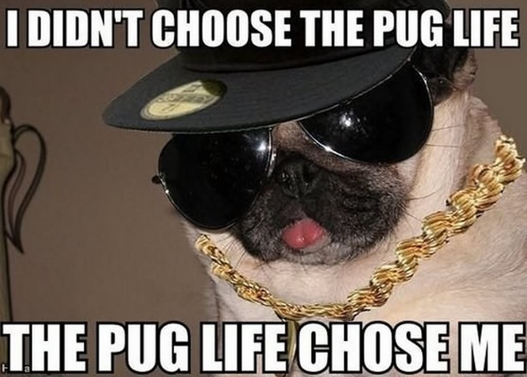 Funny Animal Pug Dog Meme Picture For Whatsapp
