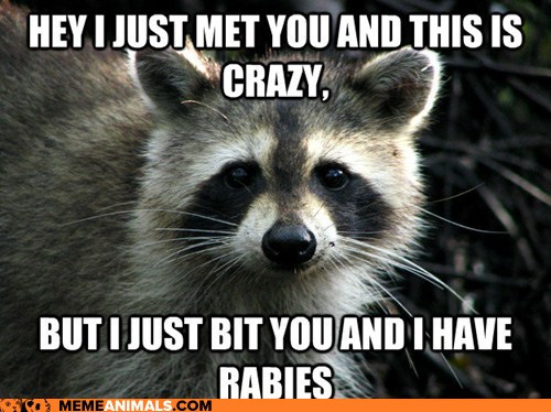 Funny Animal Raccoon Meme Picture