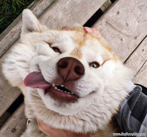 Funny Closeup Face Dog Smiling Picture