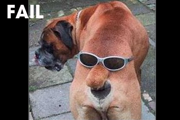 Funny Fail Animal Dog Picture