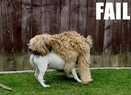Funny Fail Animal Image