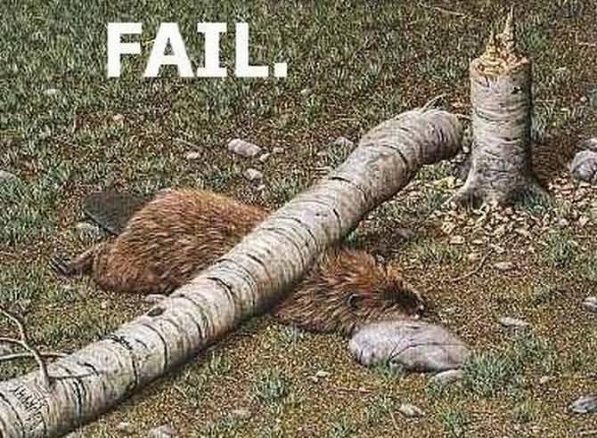 Funny Fail Animal Trying To Cross