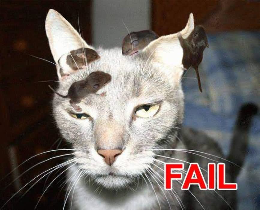 20 Most Funniest Animal Fail Pictures You Have Ever Seen