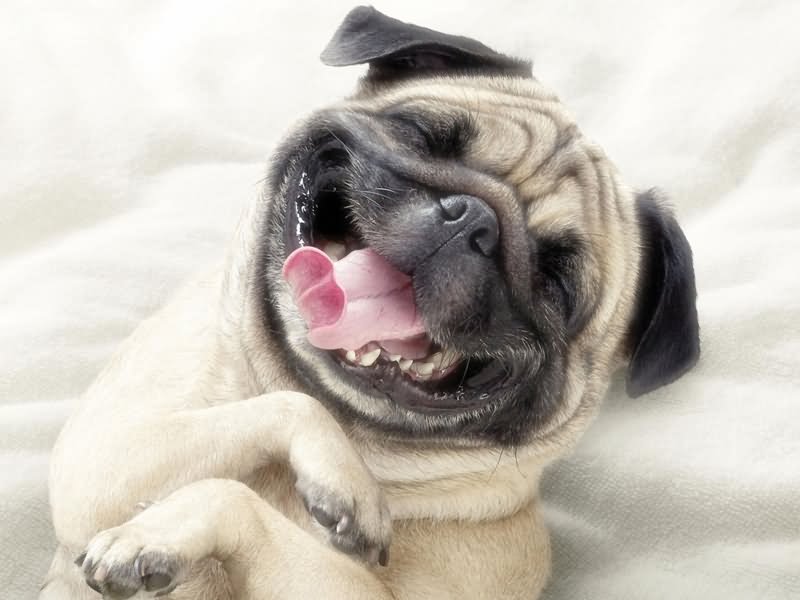 Funny Pug Dog Laughing Face Picture