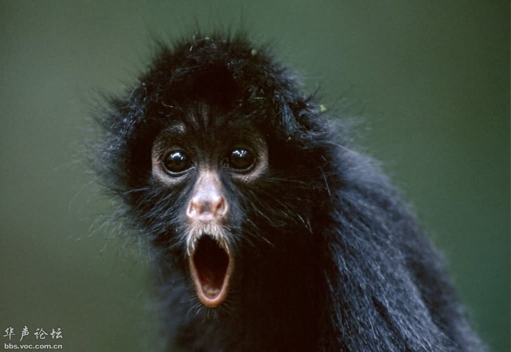 Funny Shocking Face Monkey Image