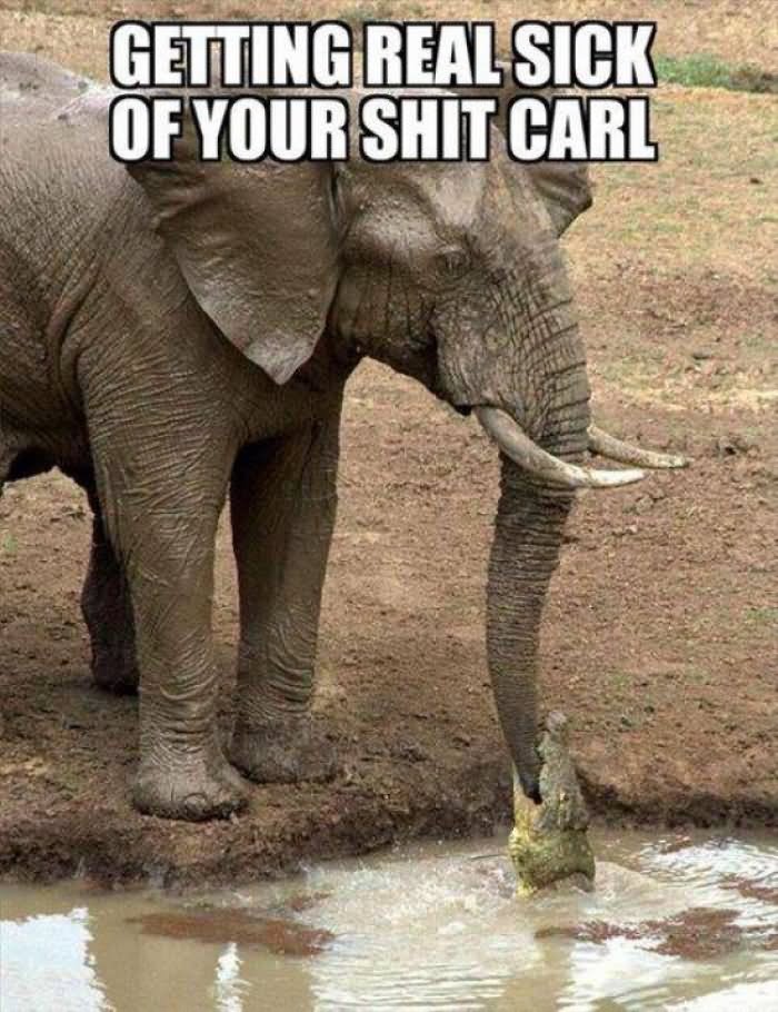 Getting Real Sick Of Your Shit Carl Funny Animal Elephant Meme