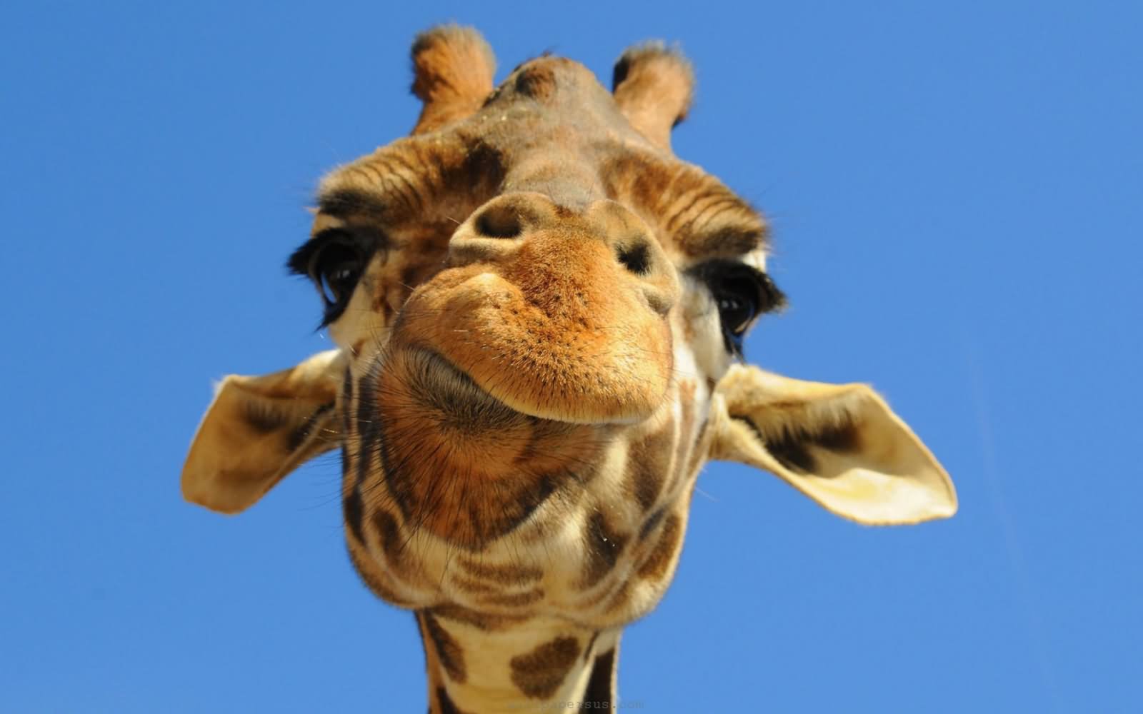 Giraffe Closeup Face Funny Picture