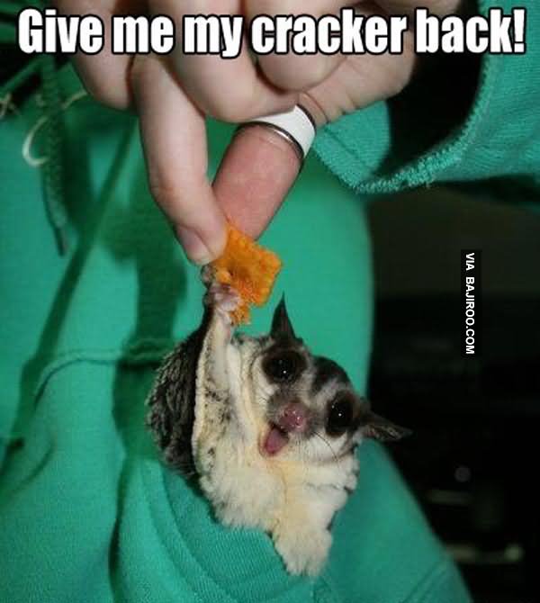 Give Me My Cracker Back Funny Animal Mouse Meme Image