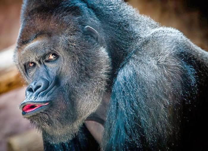 Gorilla Pouting Face Funny Image