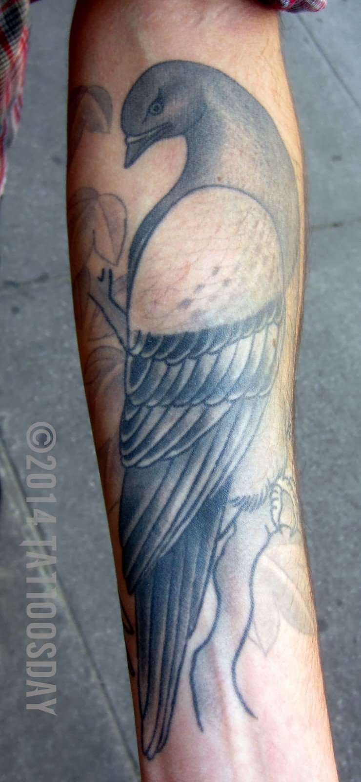 Grey Ink Pigeon Tattoo Design For Forearm