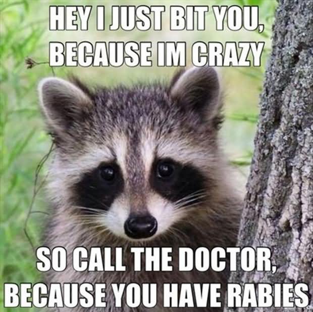 Hey I Just Bit You Because I Am Crazy Funny Raccoon Meme Image