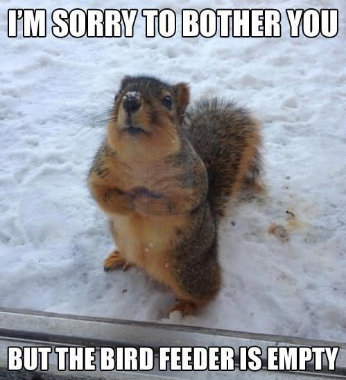 I Am Sorry To Bother You But The Bird Feeder Is Empty Funny Animal Meme Image