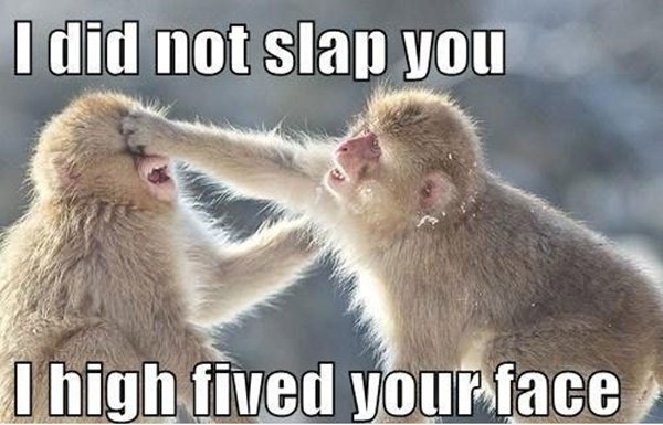 I Did Not Slap You Monkeys Funny Animal Meme Image For Whatsapp
