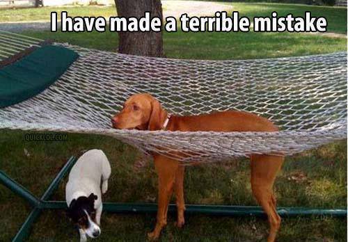 I Have Made A Terrible Mistake Funny Animal Dogs Meme Picture