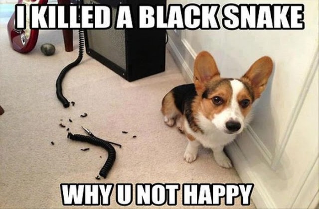 I Killed A Black Snake Why U Not Happy Funny Animal Dog Meme Image