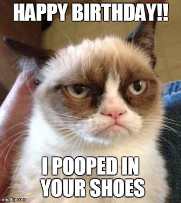 I Pooped In Your Shoes Funny Animal Cat Meme Picture
