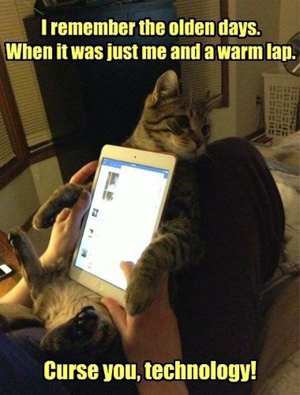 I Remember The Olden Days When It When It Was Just Me And A Warm Lap Funny Animal Cats Meme Picture