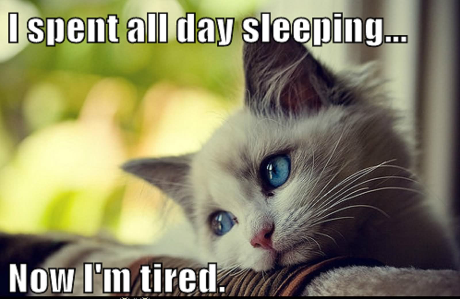 I Spent All Day Sleeping Now I Am Tired Funny Animal Cat Meme Image