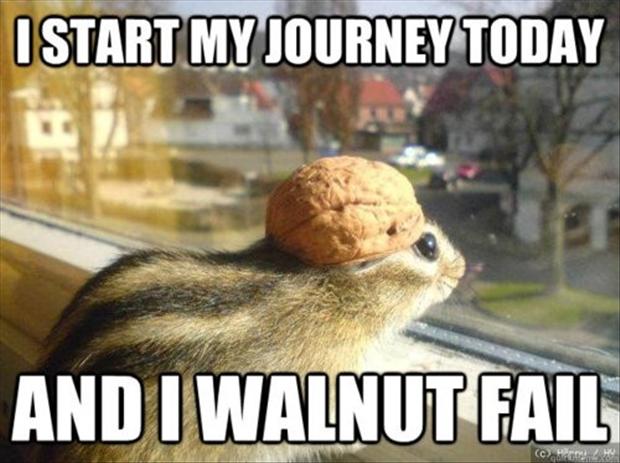I Start My Journey Today And I walnut Fail Funny Animal Squirrel Meme Picture
