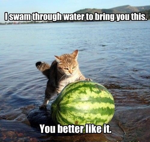 I Swam Through Water To Bring You This You Better Like It Funny Animal Cat Meme Picture For Facebook