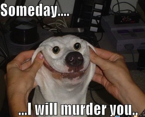 I Will Murder You Funny Animal Dog Meme Picture
