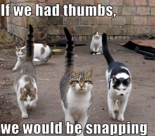 If We Had Thumbs We Would Be Snapping Funny Cats Animal Meme Image