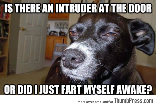Is There An Intruder At The Door Funny Animal Meme Picture