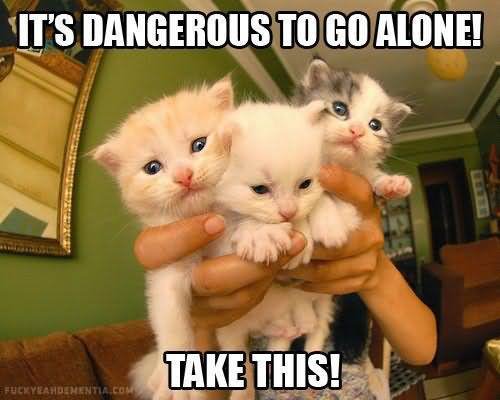 It's Dangerous To Go Alone Funny Animal Kittens Image