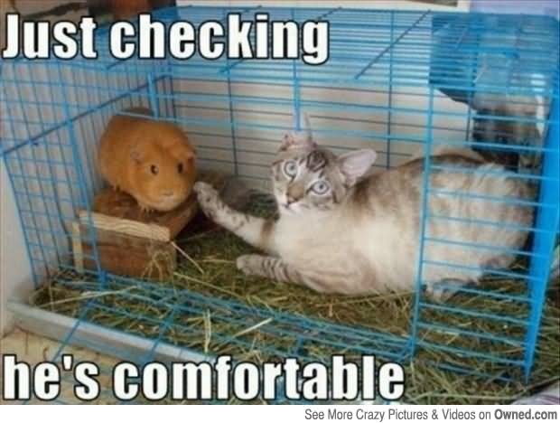 Just-checking-Hes-Comfortable-Funny-Animal-Meme-Image.jpg