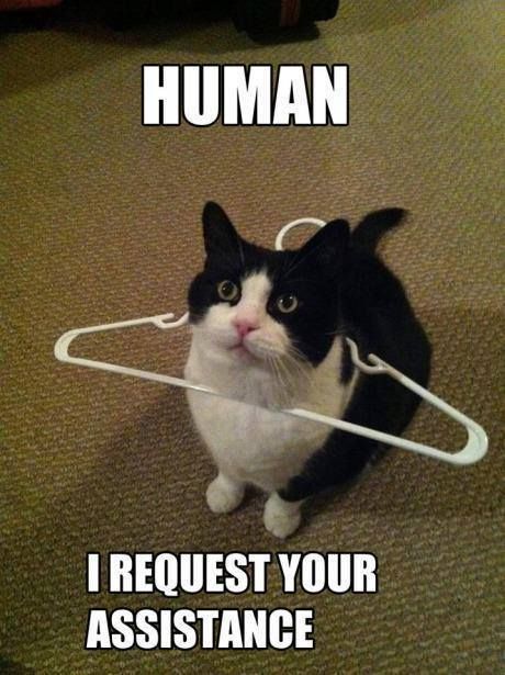 Kitten In Hanger Funny Animal Meme Image