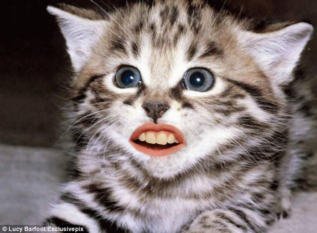 Kitten Shocked Face Funny Image
