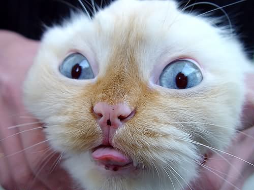Kitten Showing Tongue Funny Face Image