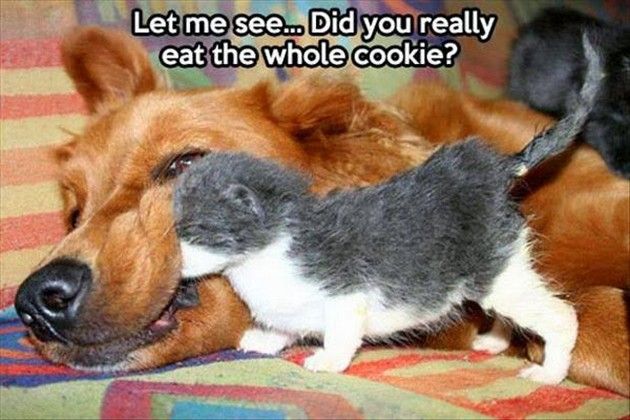 Let Me See Did You Really Eat The Whole Cookie Funny Animal Dog And Puppy Meme Image