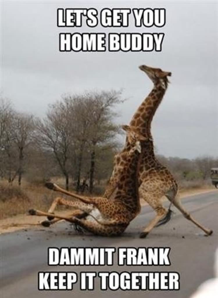 Let's Get You Home Buddy Funny Giraffe Animal Meme