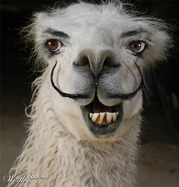 Llama With Mustaches Screaming Face Funny Image
