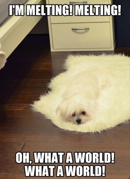 Melting Puppy Funny Animal Meme Picture