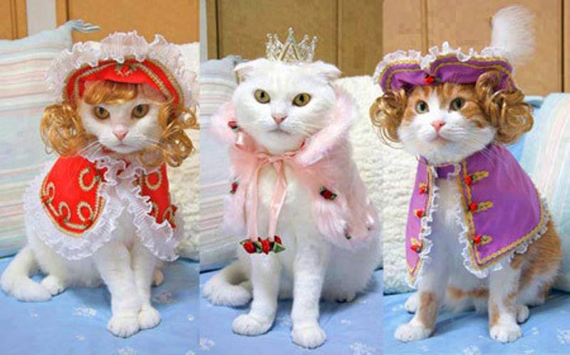 Pets In Weird Dress Funny Picture