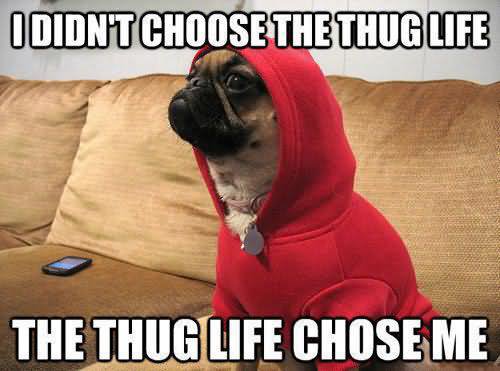 Pug Dog Say I Didn't Choose The Thug Life The Thug Life Chose Me Funny  Animal Meme Image