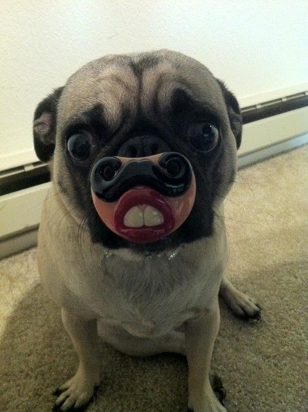 Pug Dog With Funny Face Mask