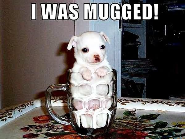 Puppy In Mug Funny Funny Animal Meme Picture