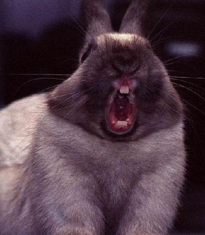 Screaming Face Bunny Funny Picture