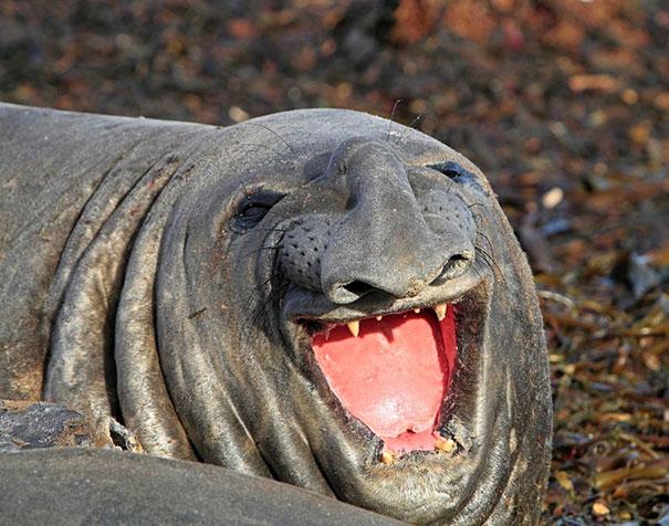 Sea Lion Funny Laughing Face Picture