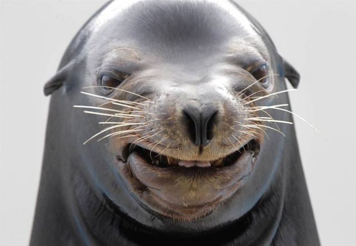 Sea Lion Smiling Face Funny Image