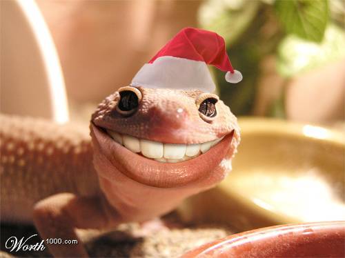 Smiling Chameleon Closeup Face Funny Image