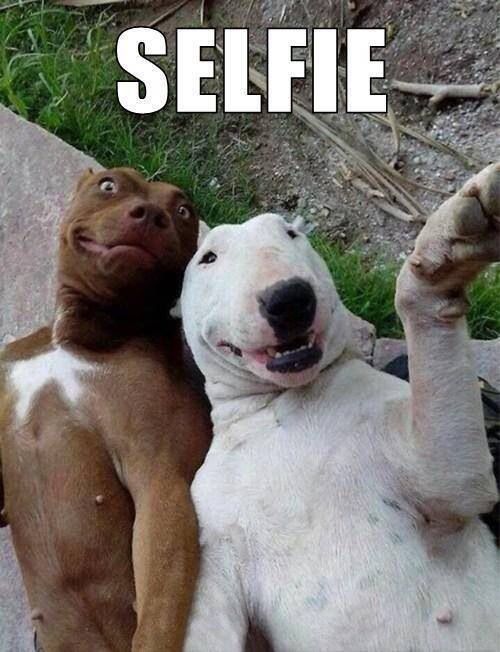 Smiling Face Dogs Taking Selfie Funny Picture